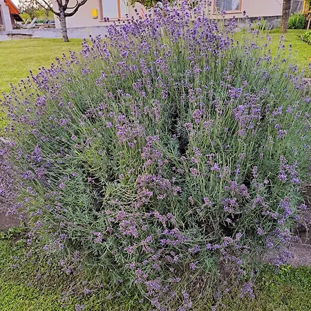 Апартаменты Sofia